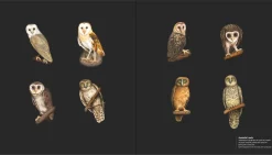 Australian Geographic Art of Illustration