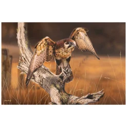 Australian Geographic 1000 Piece Jigsaw: Out Hunting