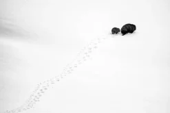 Australian Geographic Big Step, Little Step' by Charles Davis