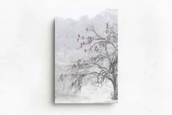 Australian Geographic Cherry Blossoms' by Charles Davis