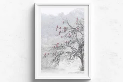 Australian Geographic Cherry Blossoms' by Charles Davis