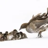 Australian Geographic Duckling Huddle' by Charles Davis