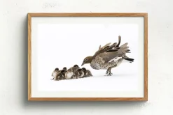 Australian Geographic Duckling Huddle' by Charles Davis