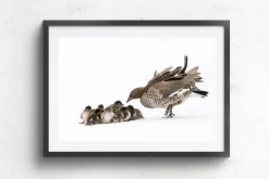 Australian Geographic Duckling Huddle' by Charles Davis