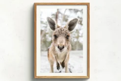 Australian Geographic Eric' by Charles Davis