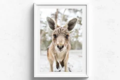 Australian Geographic Eric' by Charles Davis