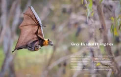 Australian Geographic Extraordinary & Endangered