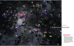 Australian Geographic For the Love of Flora