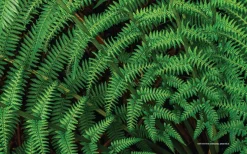 Australian Geographic For the Love of Flora