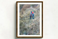 Australian Geographic Gang Gang Couple' by Charles Davis