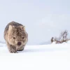 Australian Geographic Guthega Wombat 2' by Charles Davis