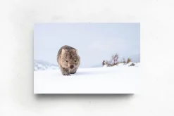 Australian Geographic Guthega Wombat 2' by Charles Davis