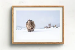 Australian Geographic Guthega Wombat 2' by Charles Davis