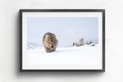 Australian Geographic Guthega Wombat 2' by Charles Davis
