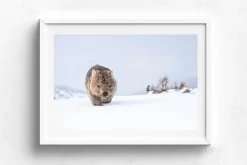 Australian Geographic Guthega Wombat 2' by Charles Davis