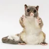 Australian Geographic Hansa Possum Puppet