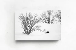 Australian Geographic Journey to Phil's' by Charles Davis