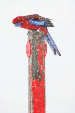 Australian Geographic Rosy Outlook' by Charles Davis