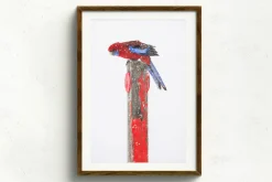 Australian Geographic Rosy Outlook' by Charles Davis