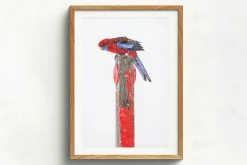 Australian Geographic Rosy Outlook' by Charles Davis