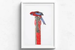 Australian Geographic Rosy Outlook' by Charles Davis