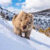 Australian Geographic Sunny Wombat Smiles' by Charles Davis