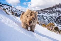 Australian Geographic Sunny Wombat Smiles' by Charles Davis