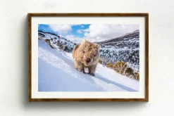 Australian Geographic Sunny Wombat Smiles' by Charles Davis