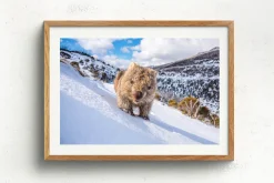 Australian Geographic Sunny Wombat Smiles' by Charles Davis