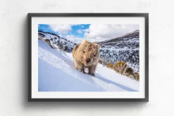 Australian Geographic Sunny Wombat Smiles' by Charles Davis