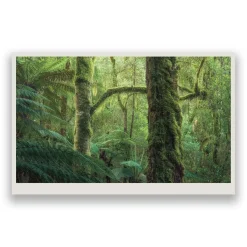 Australian Geographic takayna | TARKINE - One of the last wild places on Earth